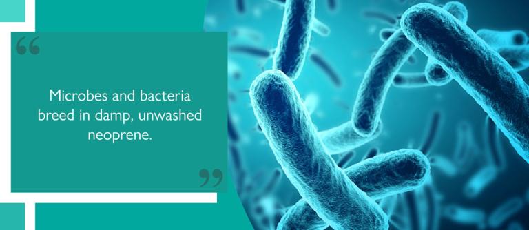 Bacteria under microscope