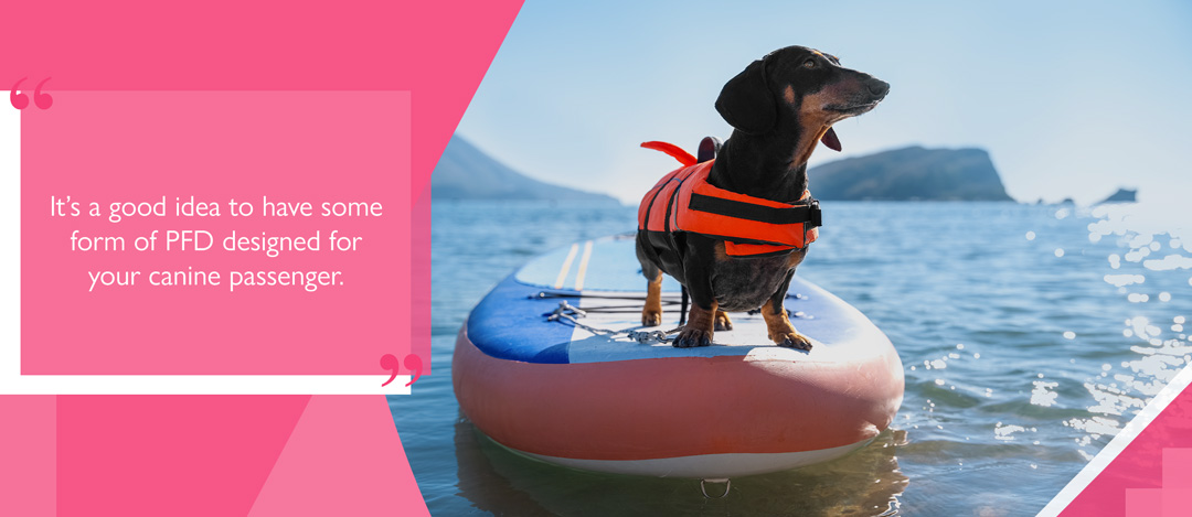 Small dog standing on inflatable SUP wearing PFD